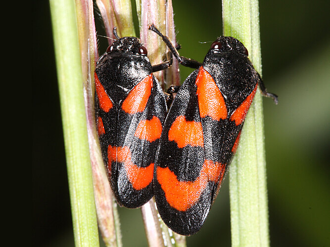 vulnerata
