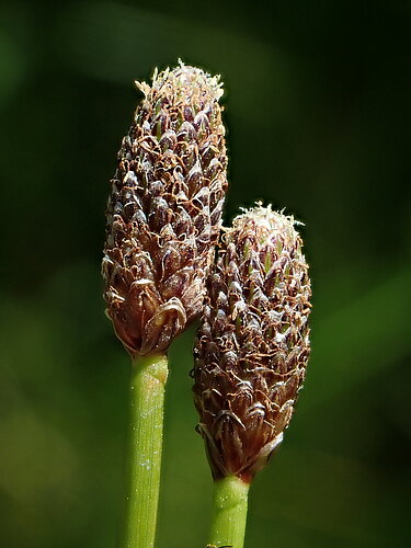 ovata