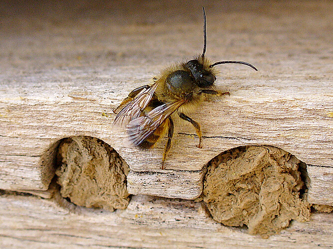 bicornis