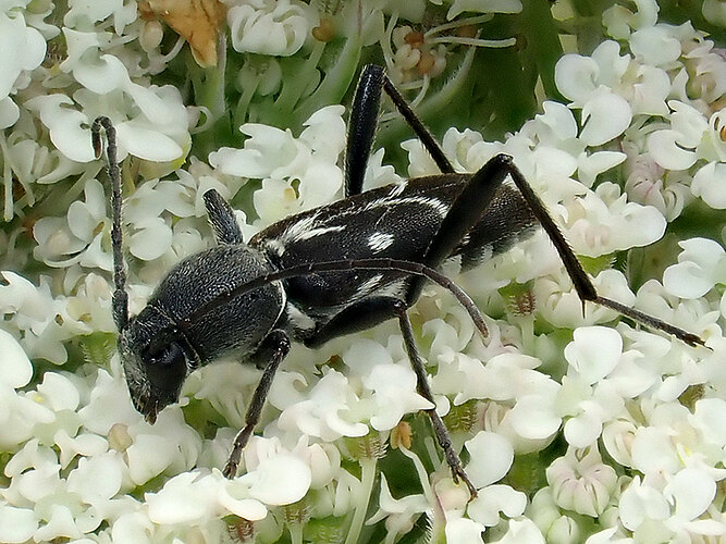 sartor