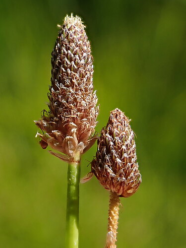 ovata