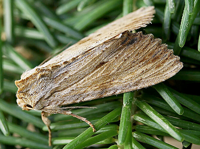 lithoxylaea