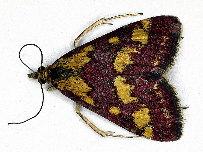 purpuralis