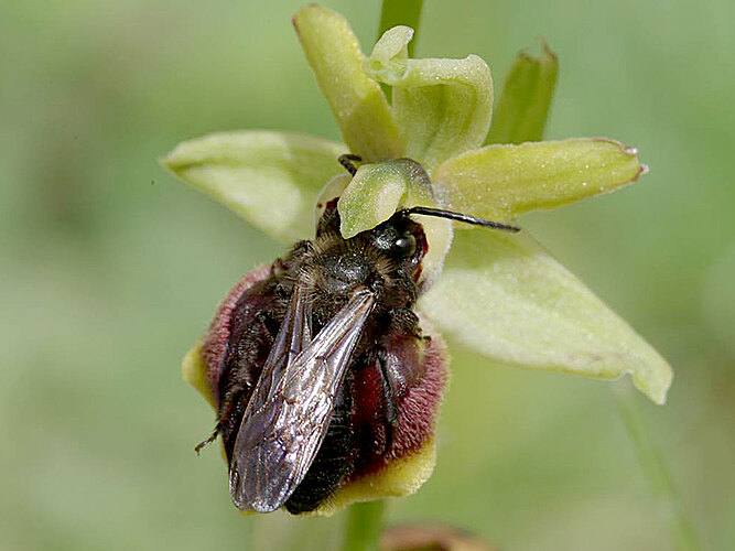pilipes