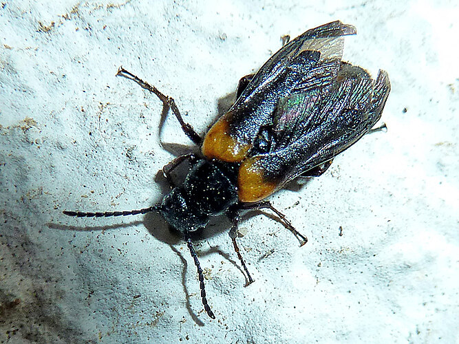 muralis