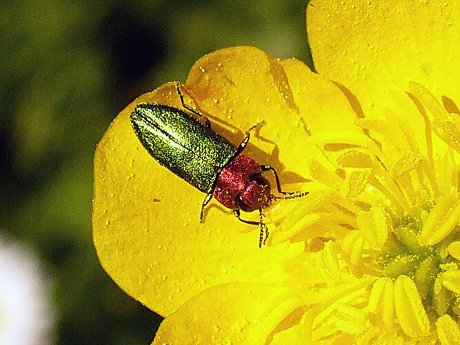 nitidula