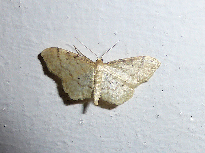 fuscovenosa