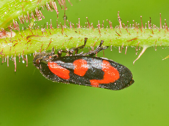 vulnerata