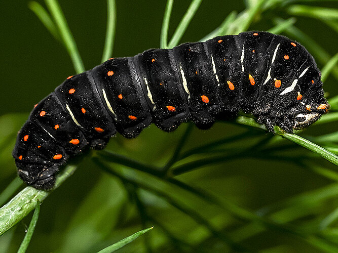 machaon