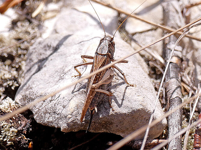 albopunctata