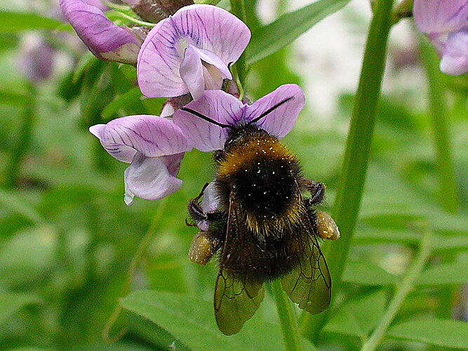 hortorum