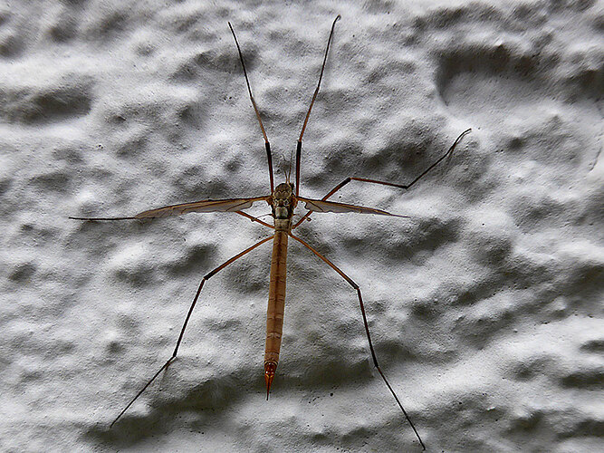 paludosa