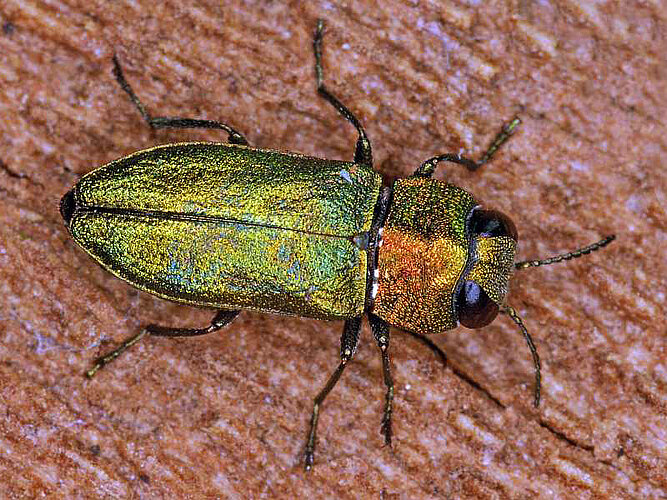 nitidula