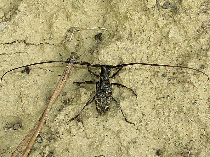 galloprovincialis