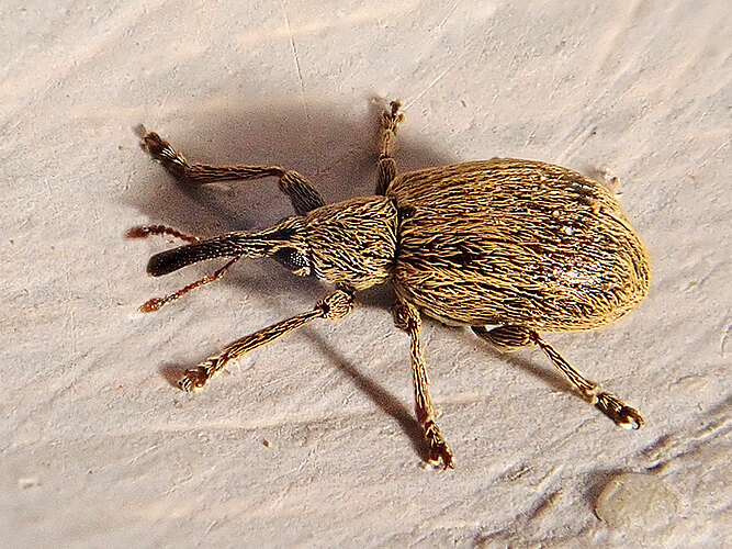 holosericeum