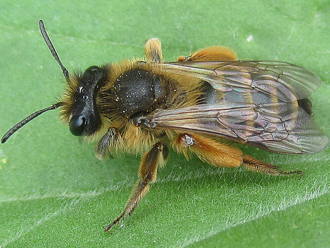 flavipes