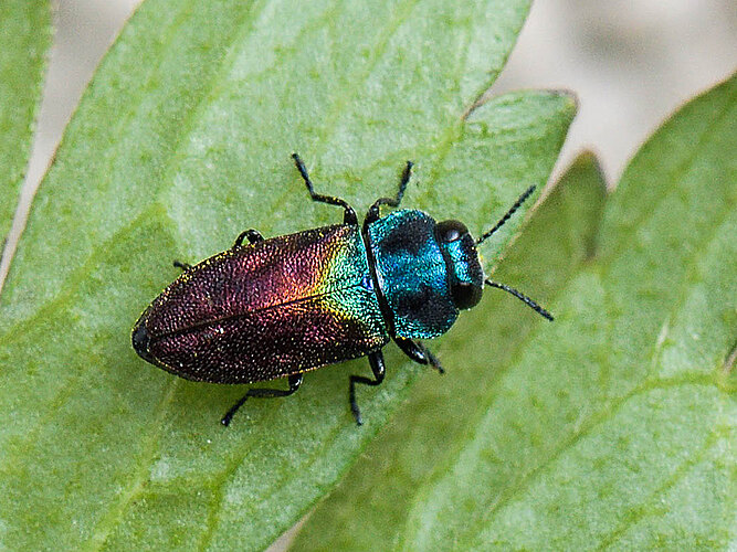 semicuprea