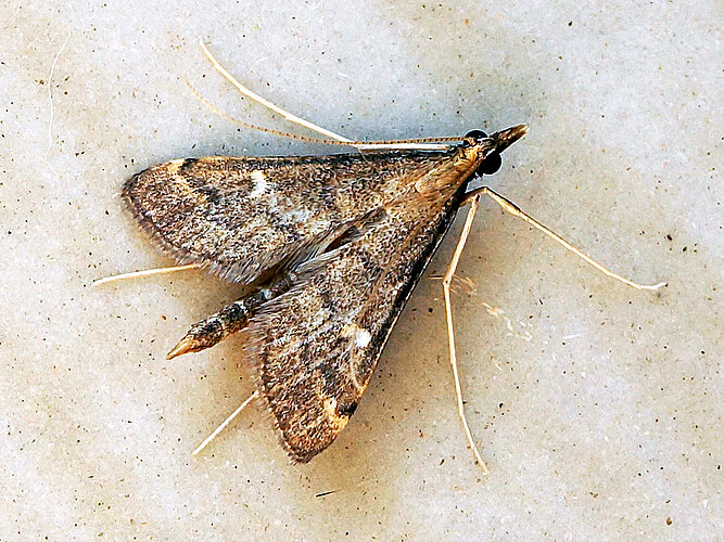 punctalis