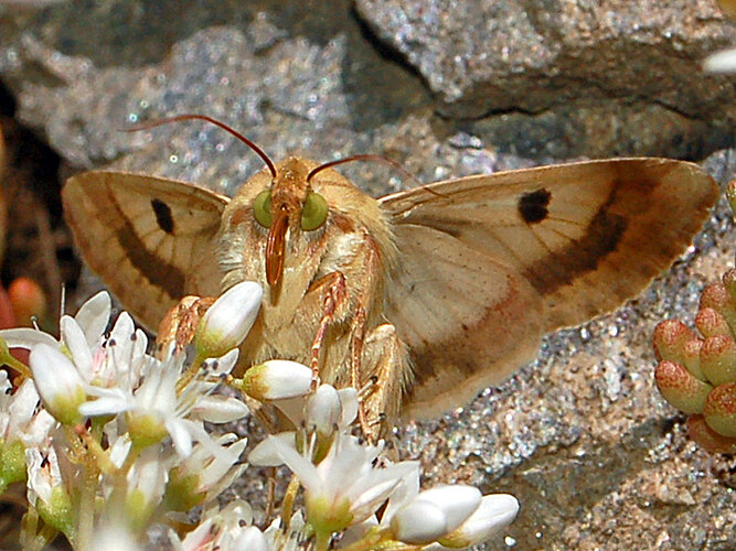 peltigera