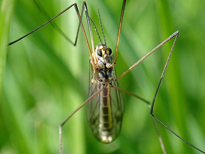 vernalis