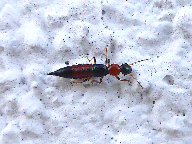 littoralis