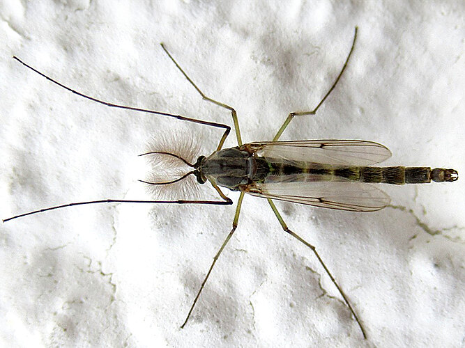 plumosus