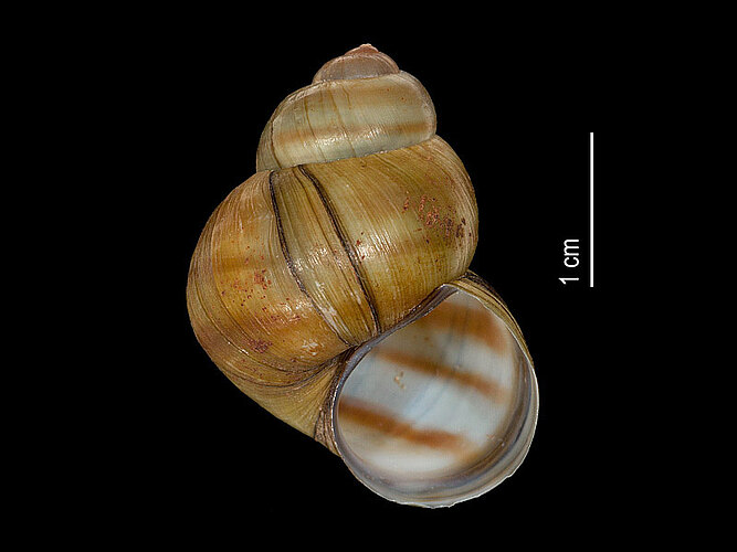 viviparus