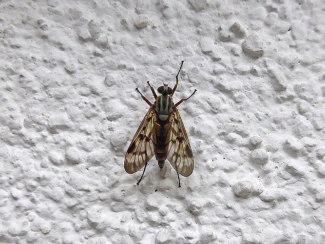 latipennis