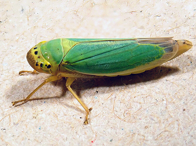 viridis