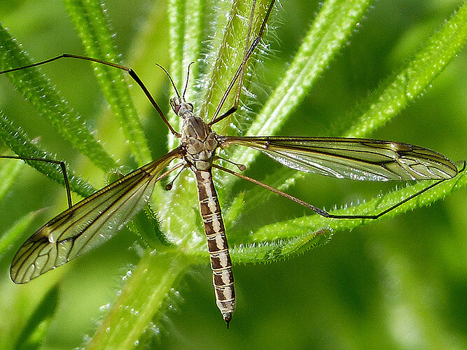 lateralis