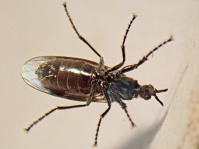 febrilis