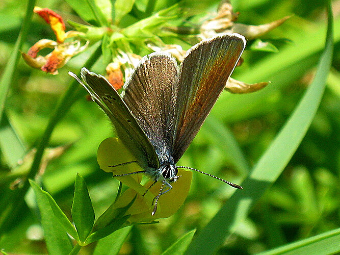 semiargus