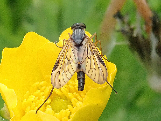 vitripennis