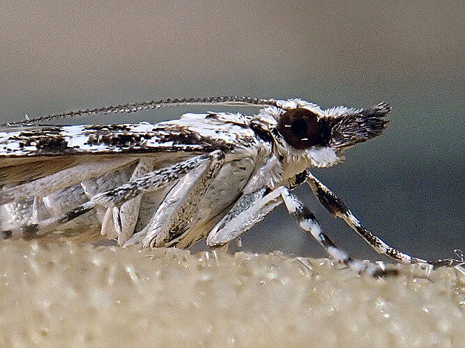 pyralella