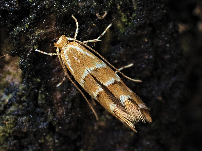 ohridella