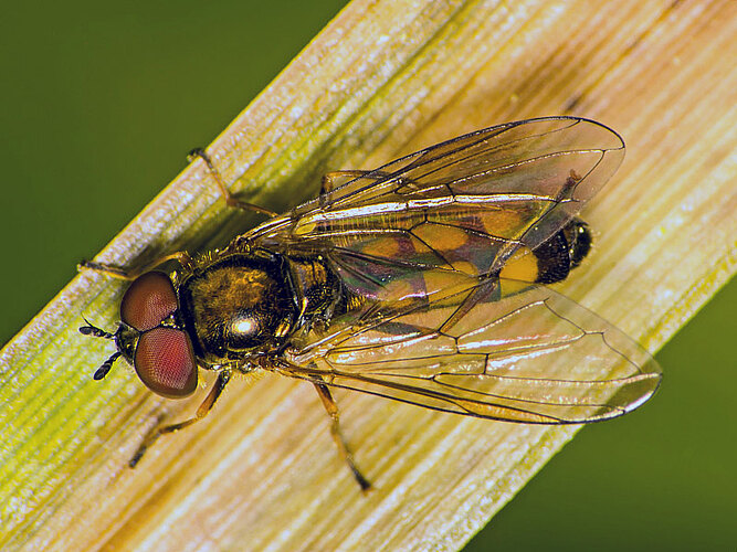 mellinum