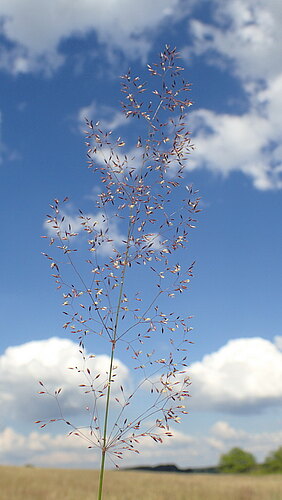 capillaris