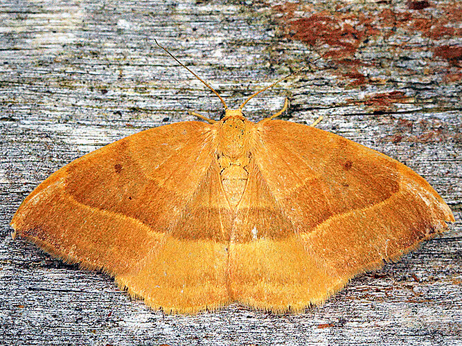 cultraria