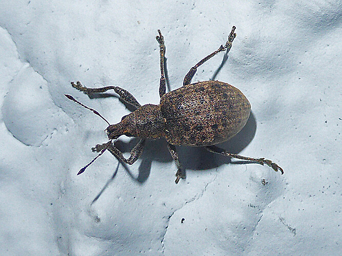 tessulatus