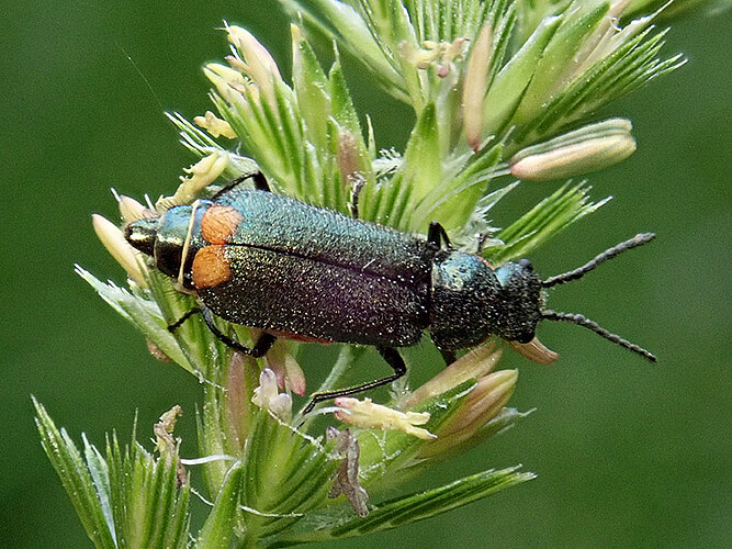 bipustulatus