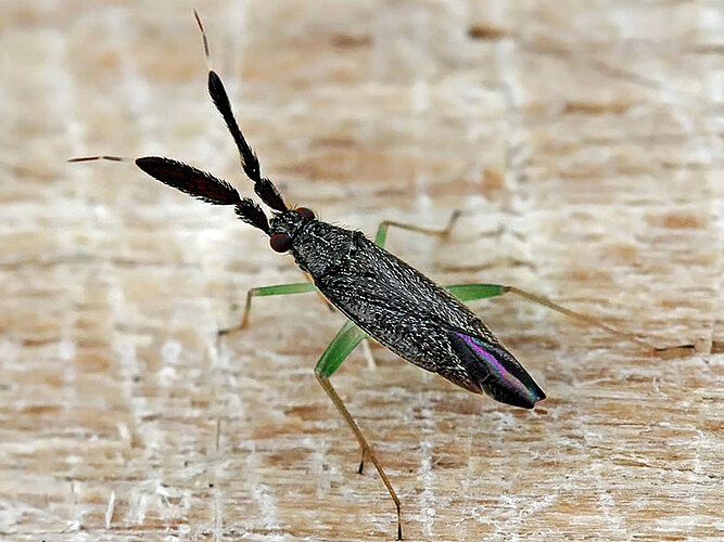 planicornis