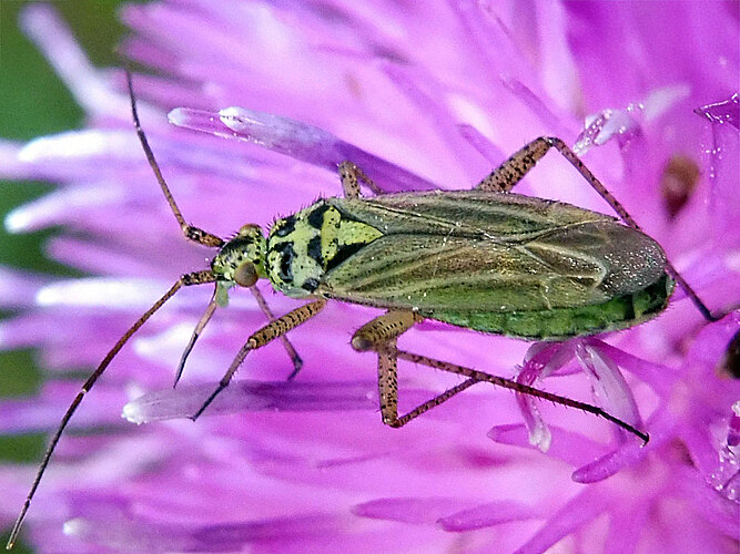 viridiflavus