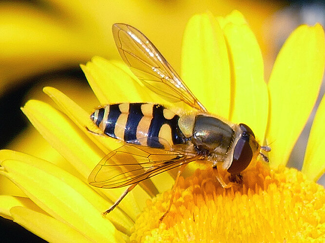ribesii