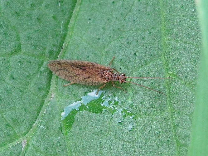 angulatus