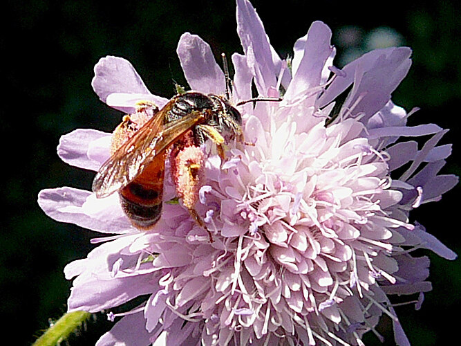hattorfiana