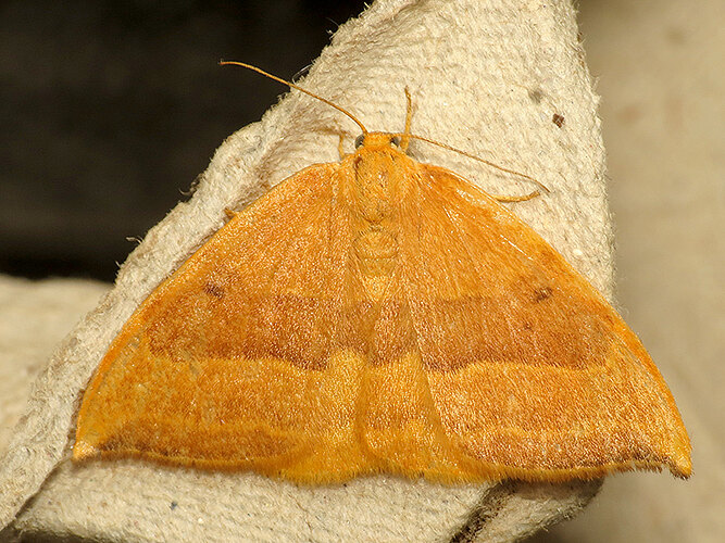 cultraria