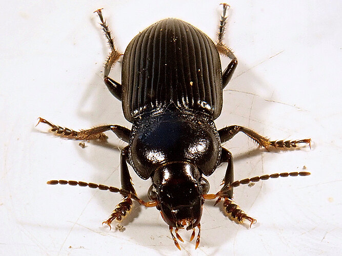 binotatus