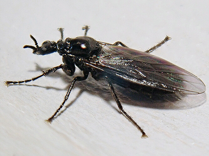 febrilis