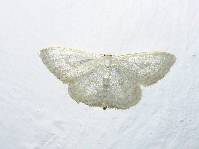 subsericeata