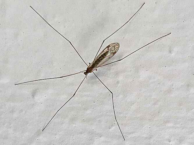 dumetorum